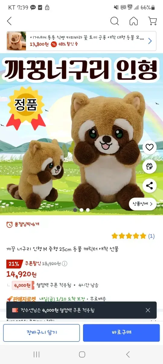 까꿍 너구리 25cm 인형 새상품